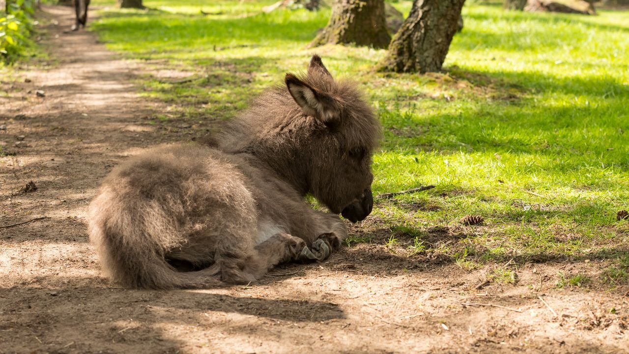 wildpark frankenhof 2019