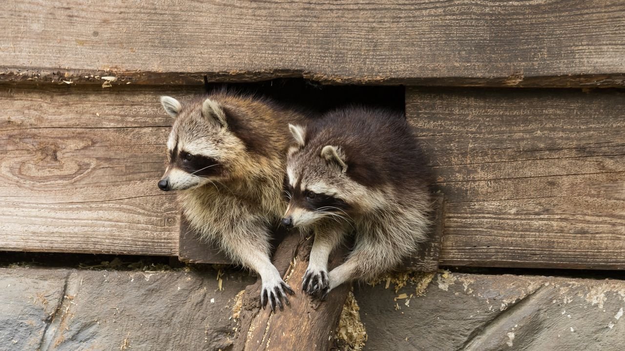 wildpark frankenhof 2019