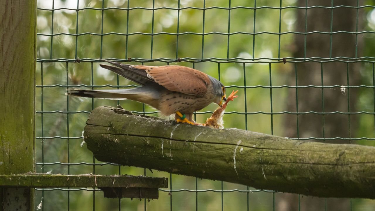 wildpark frankenhof 2019