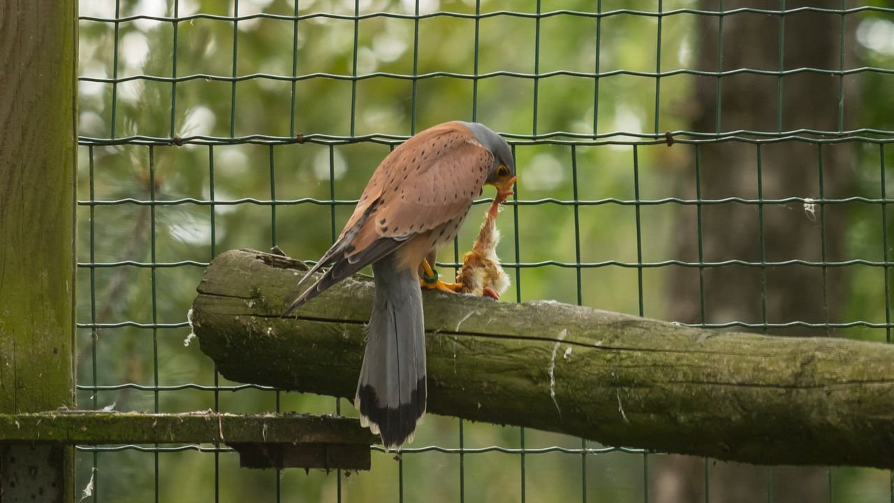 wildpark frankenhof 2019