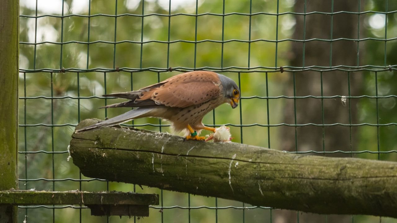 wildpark frankenhof 2019