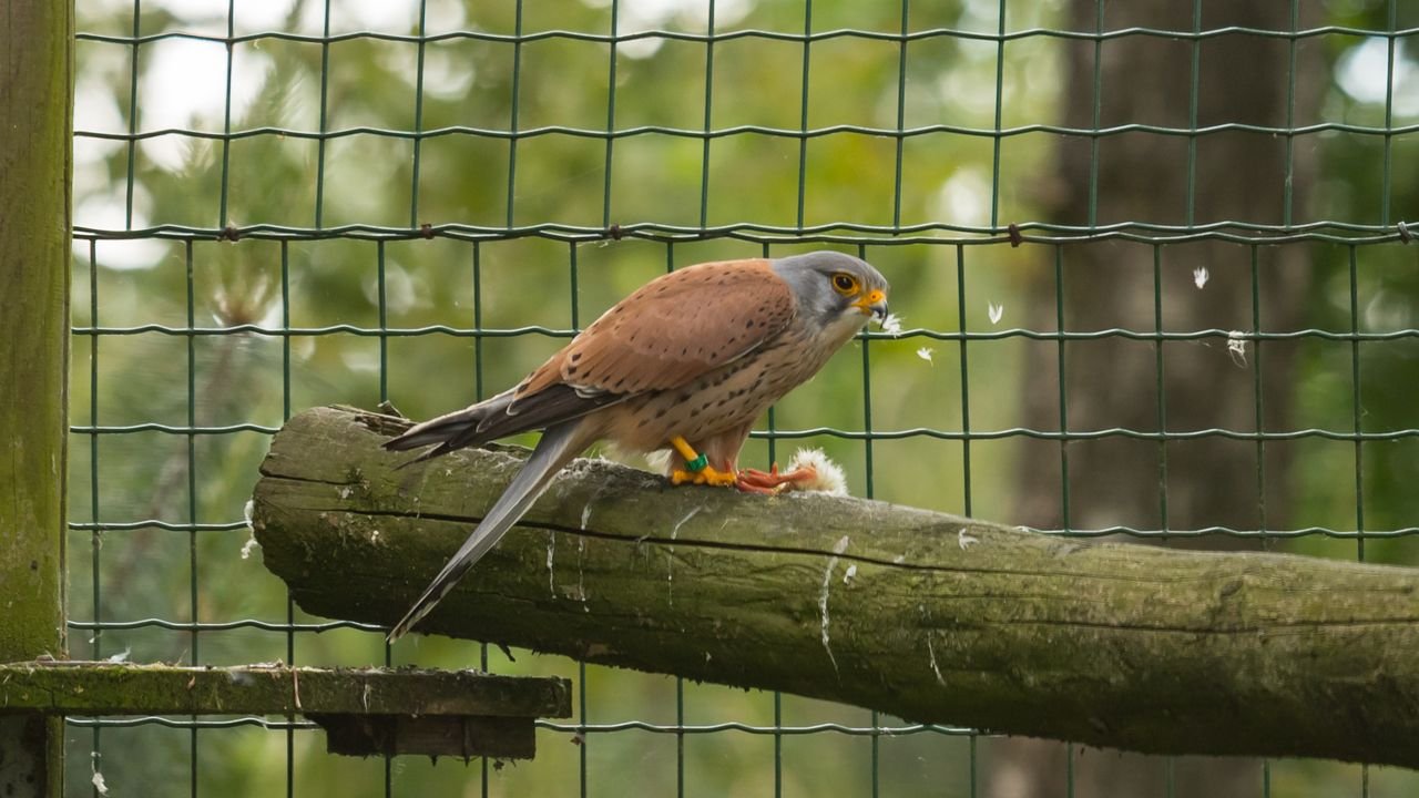 wildpark frankenhof 2019