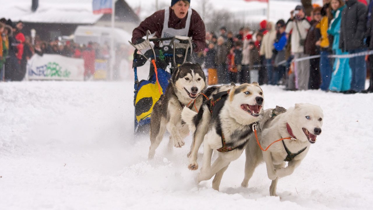 winterberg-schlittenhunderennen-2010-005