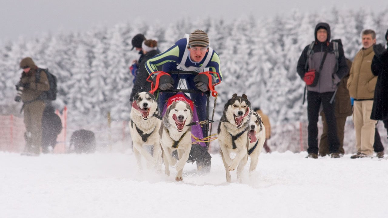 winterberg-schlittenhunderennen-2010-007