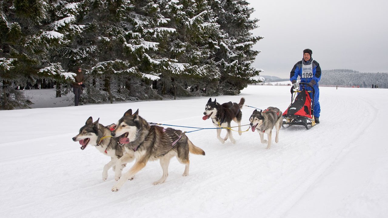 winterberg-schlittenhunderennen-2010-011