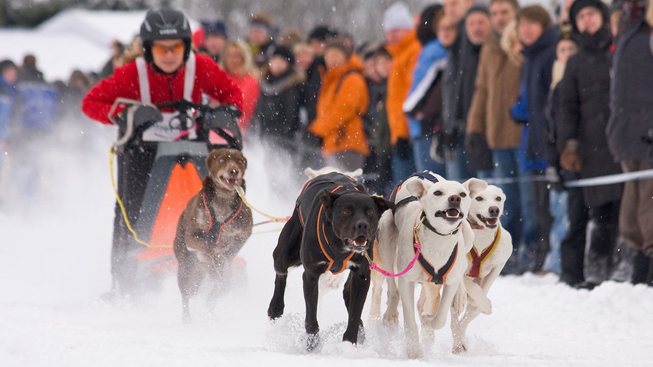 winterberg-schlittenhunderennen-2010-016