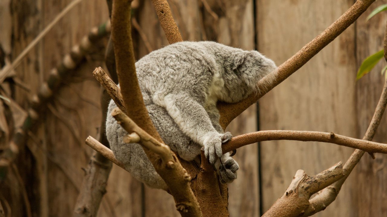 zoo-duisburg-2011-003