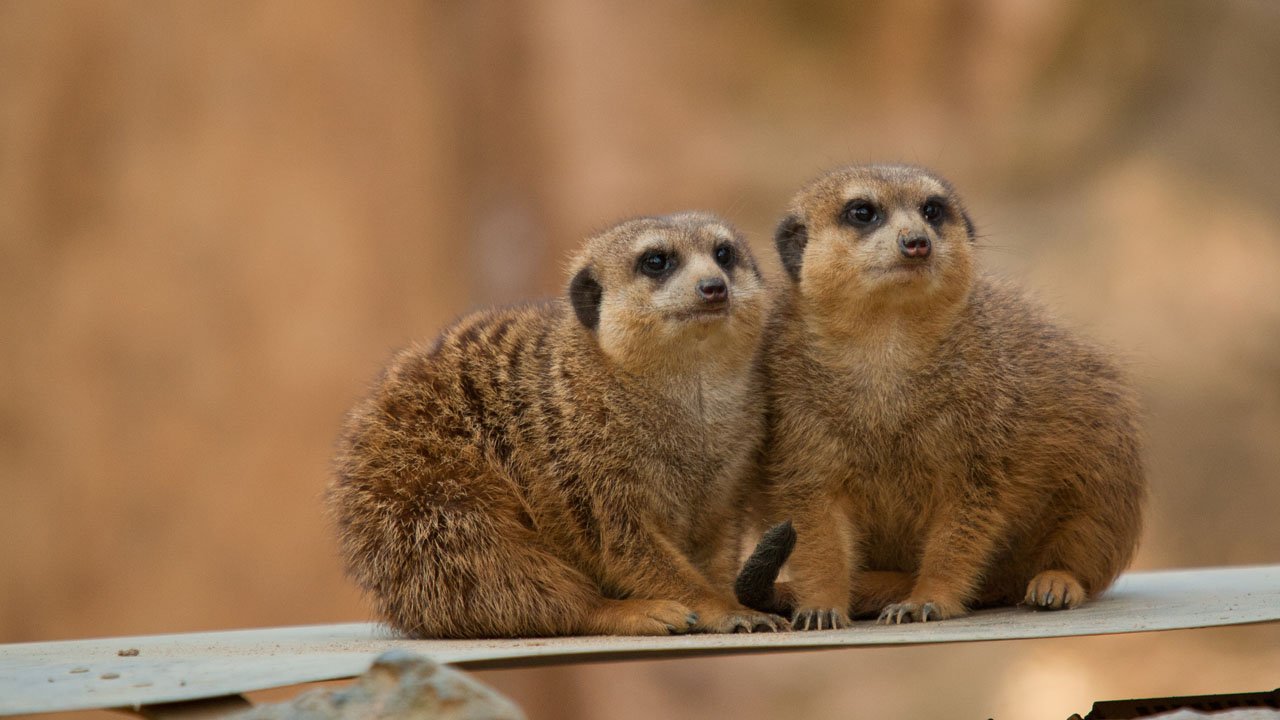 zoo-duisburg-2011-007