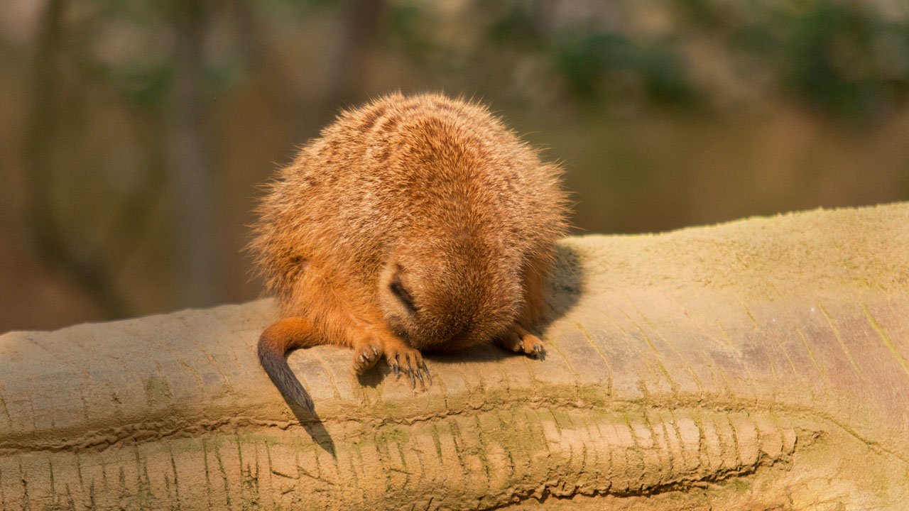 zoo-duisburg-2011-008
