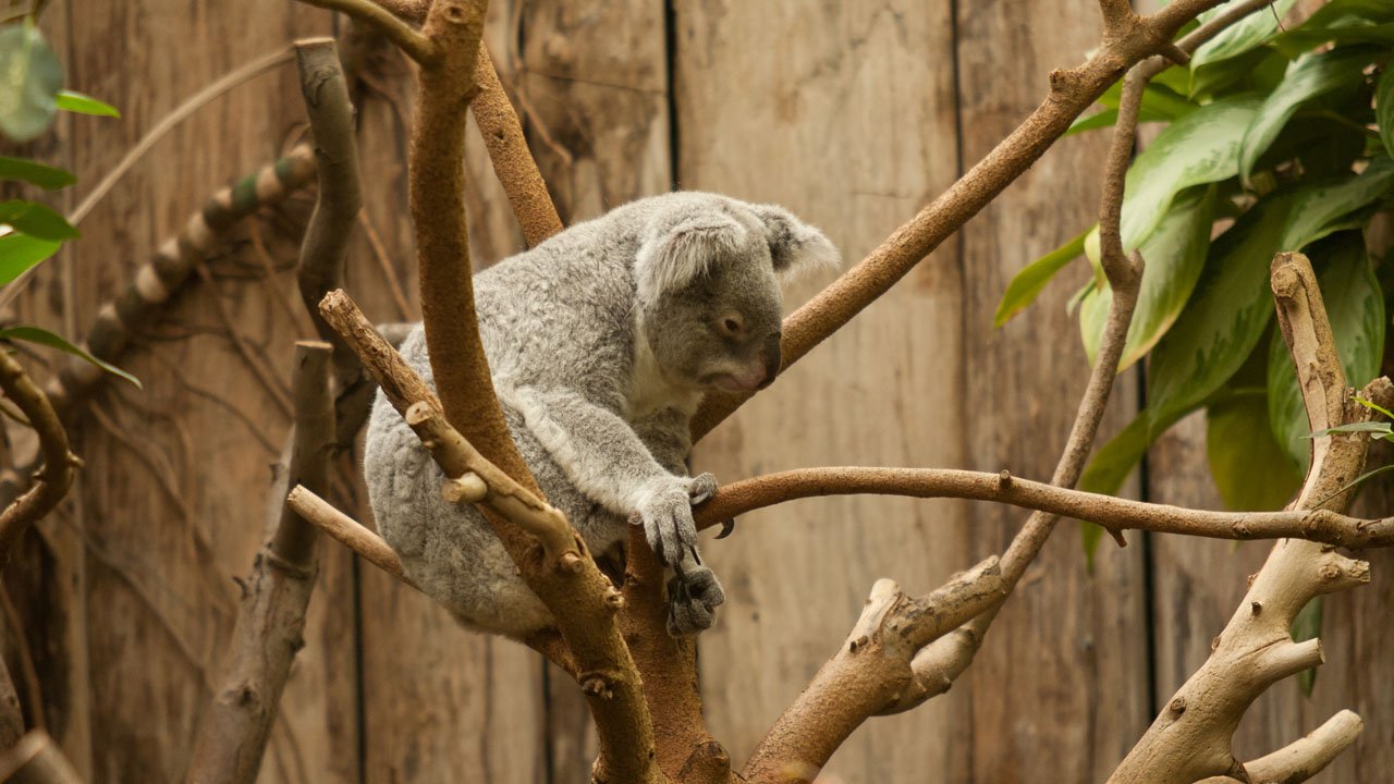 zoo-duisburg-2011-009