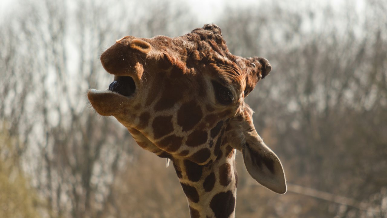 zoo-duisburg-2011-010