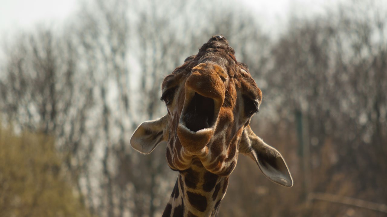 zoo-duisburg-2011-011