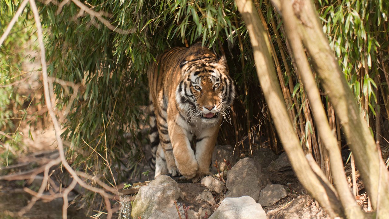 zoo-duisburg-2011-012