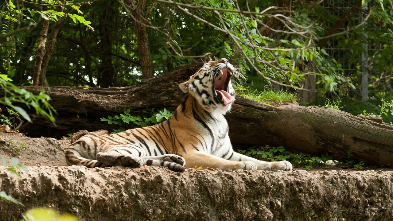 zoo-duisburg-2012-001