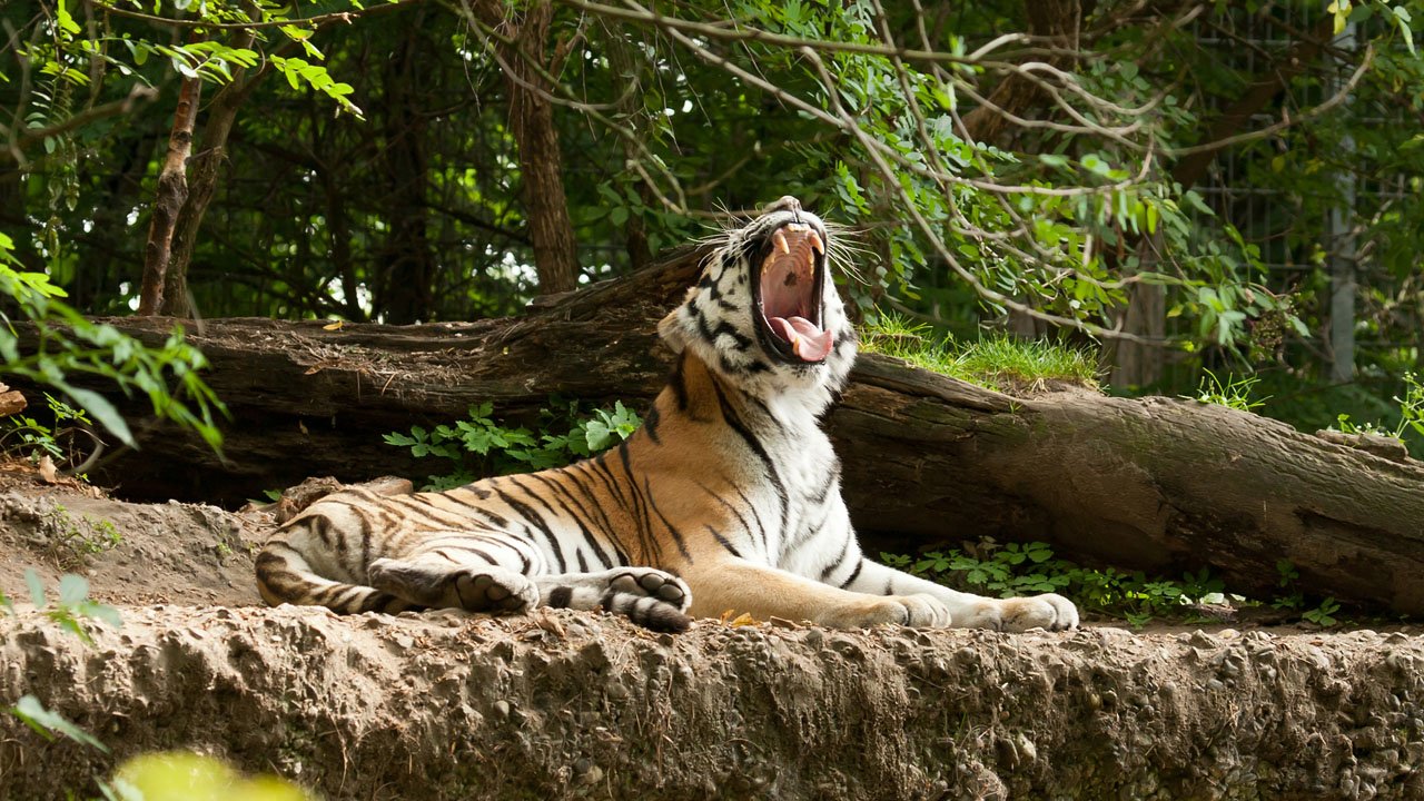 zoo-duisburg-2012-002
