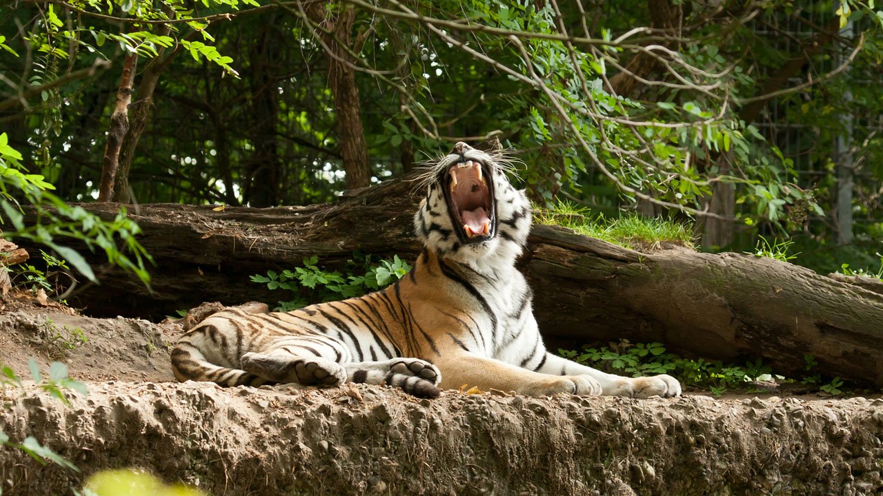 zoo-duisburg-2012-003