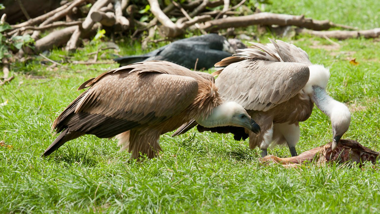 zoo-duisburg-2012-005
