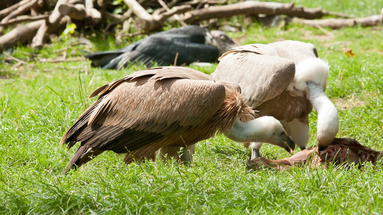 zoo-duisburg-2012-006
