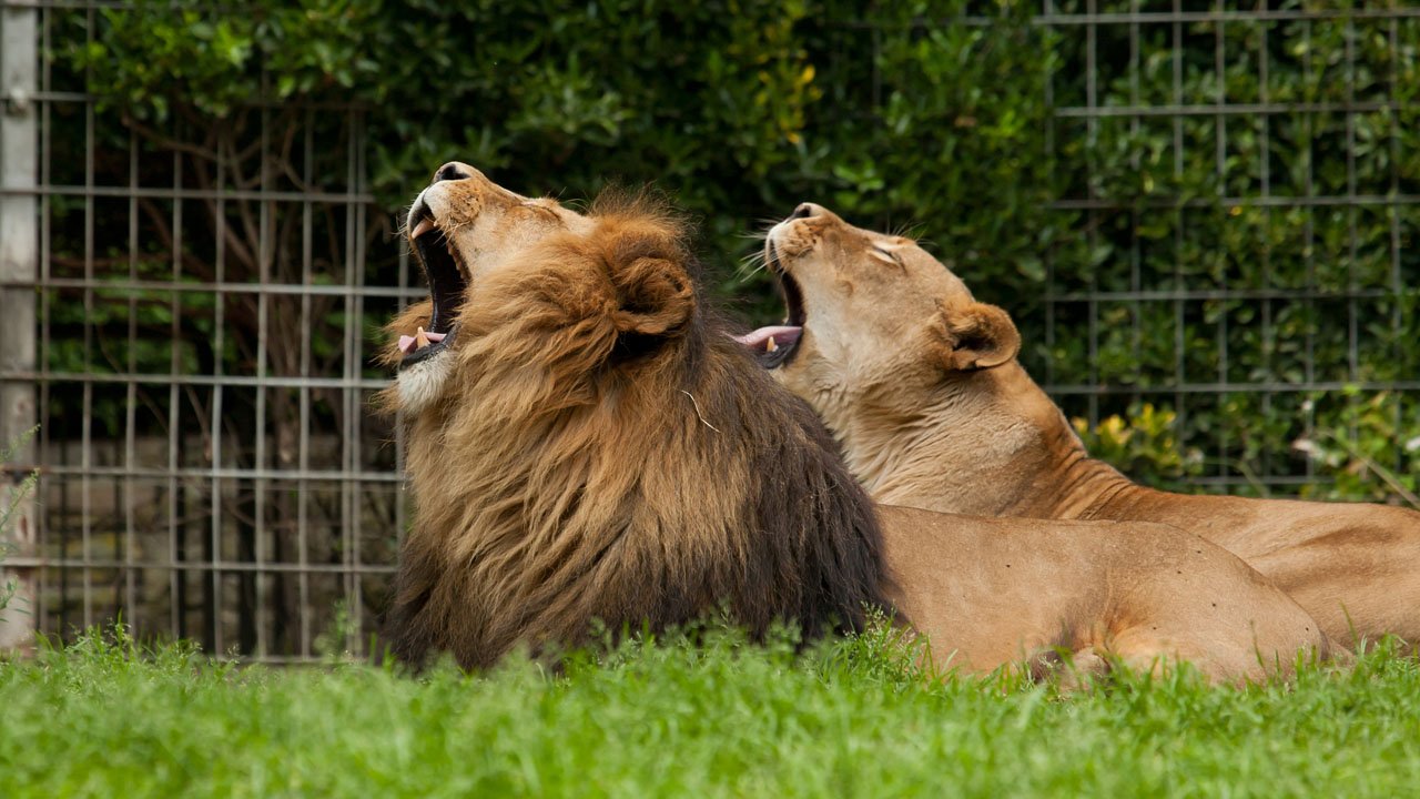 zoo-duisburg-2012-007