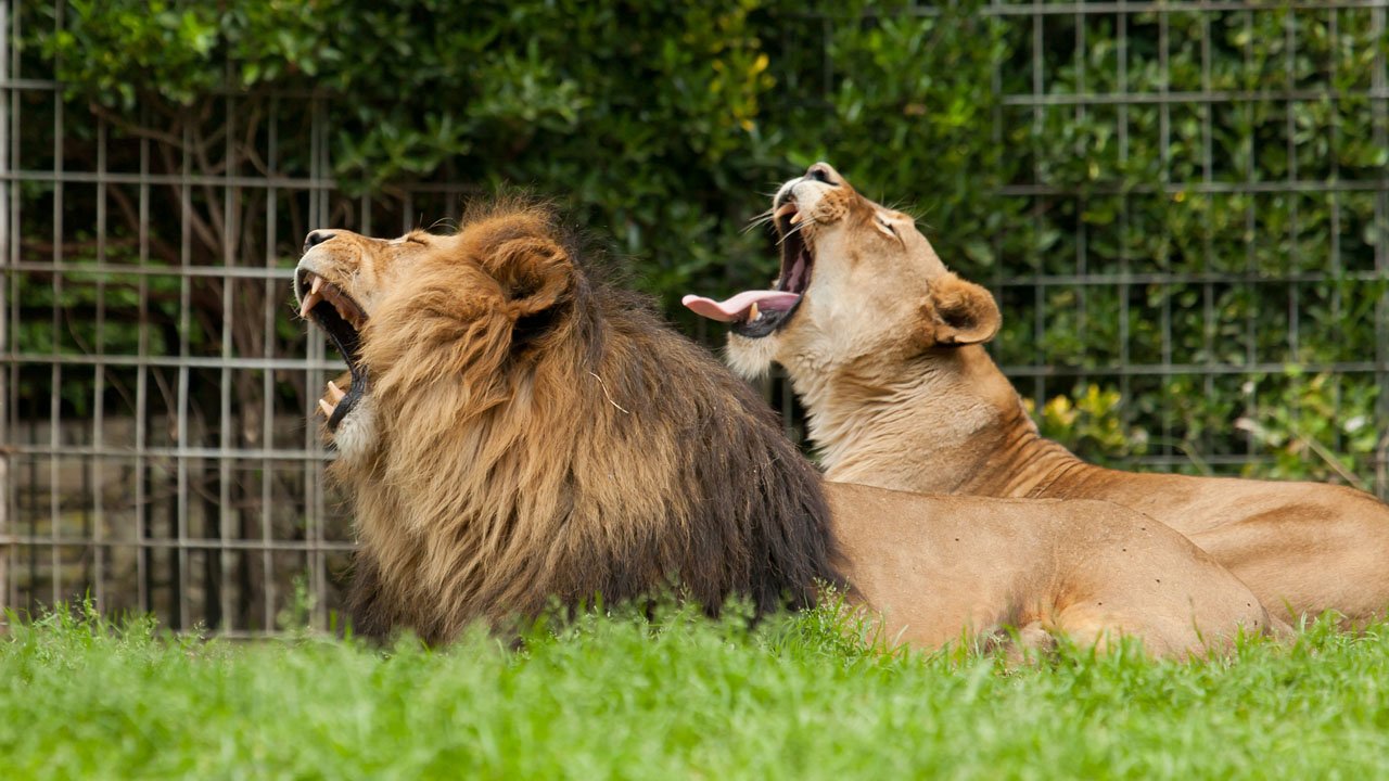 zoo-duisburg-2012-008