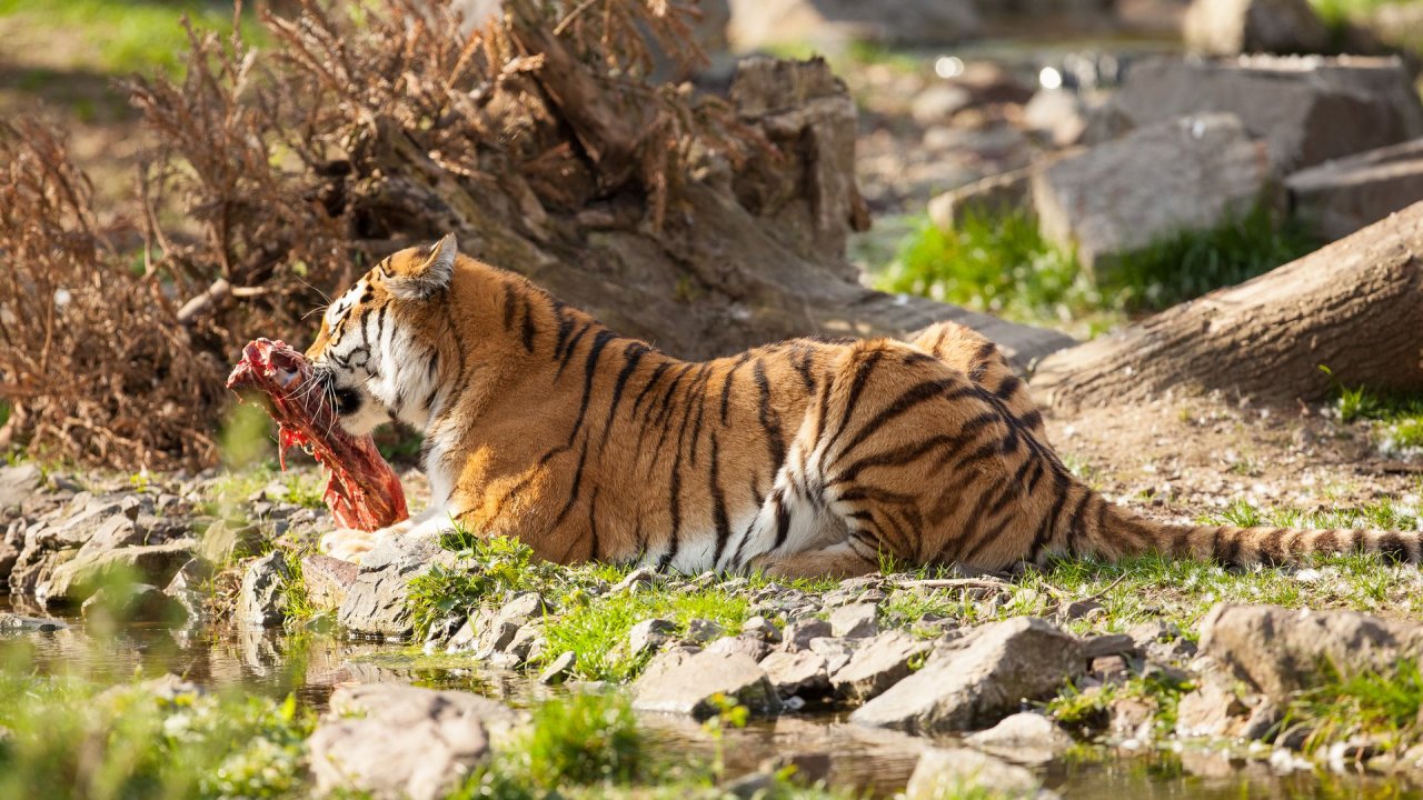 Zoo Duisburg-2017-103
