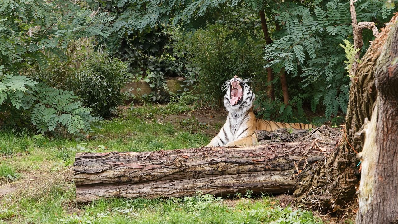 zoo duisburg 2019