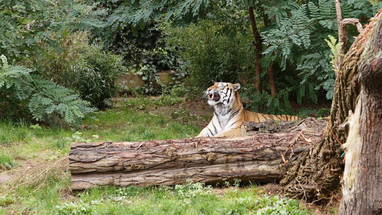 zoo duisburg 2019