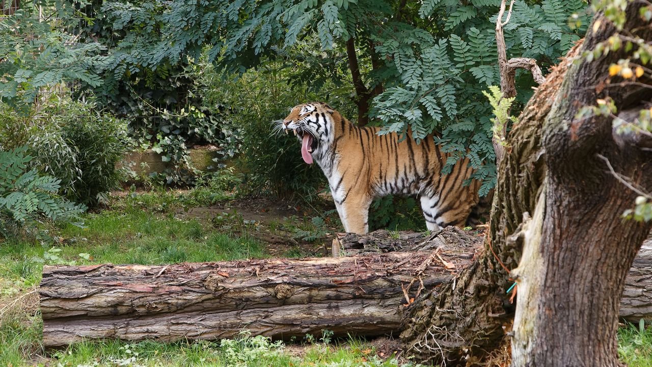 zoo duisburg 2019