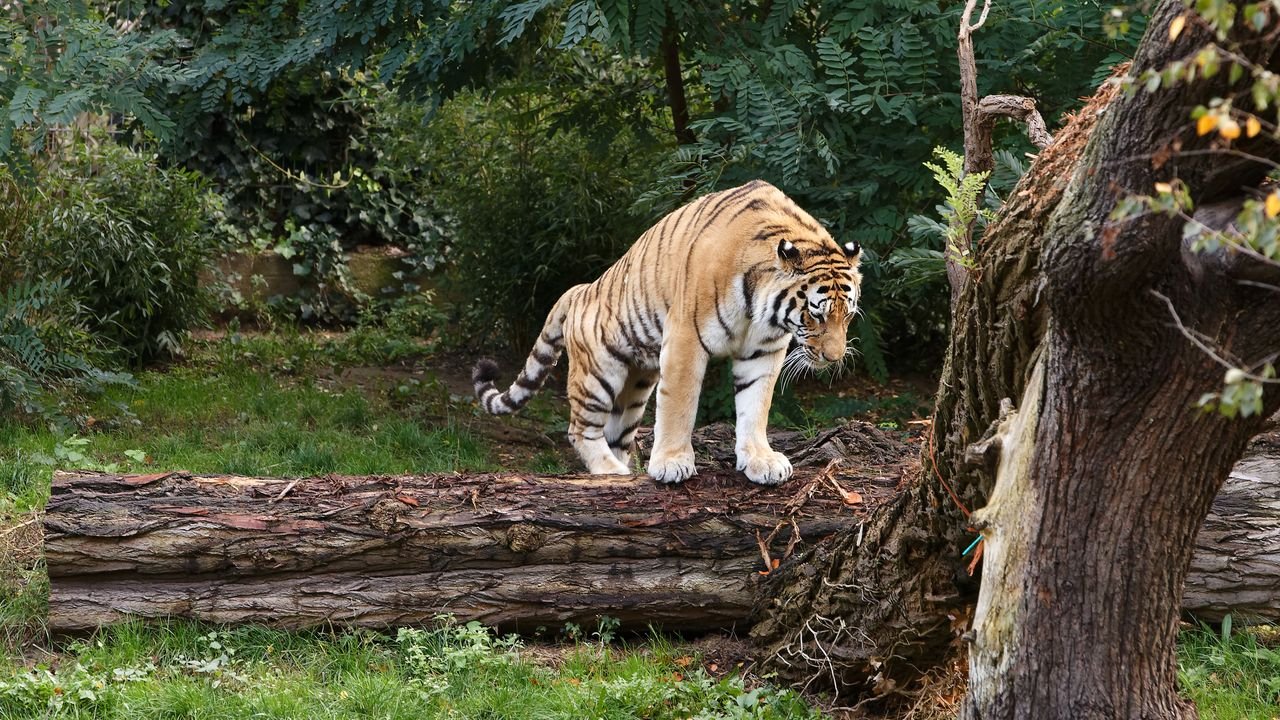 zoo duisburg 2019