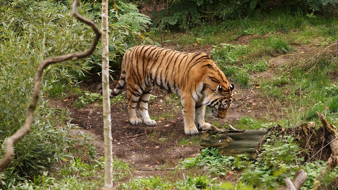 zoo duisburg 2019