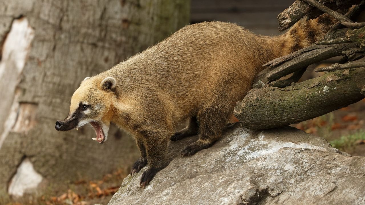 zoo duisburg 2019