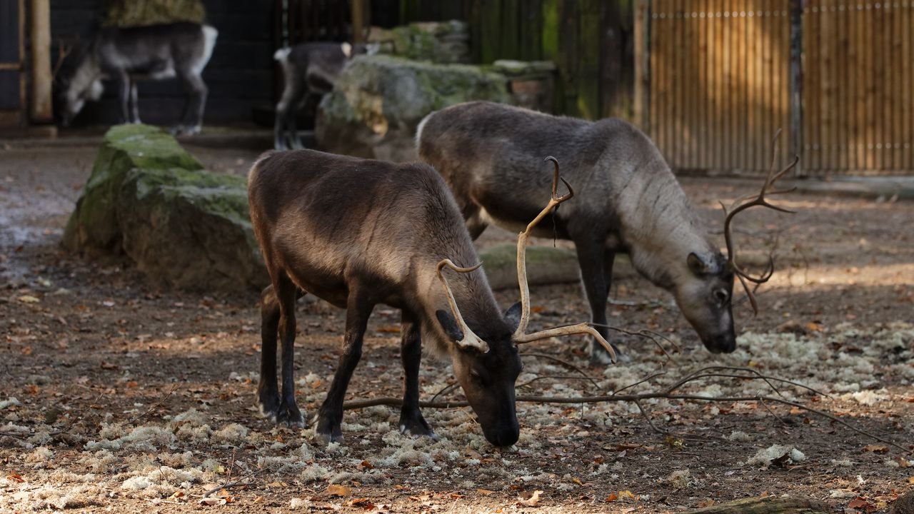 zoo duisburg 2019