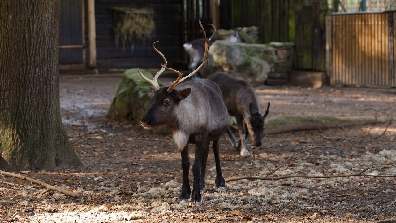 zoo duisburg 2019