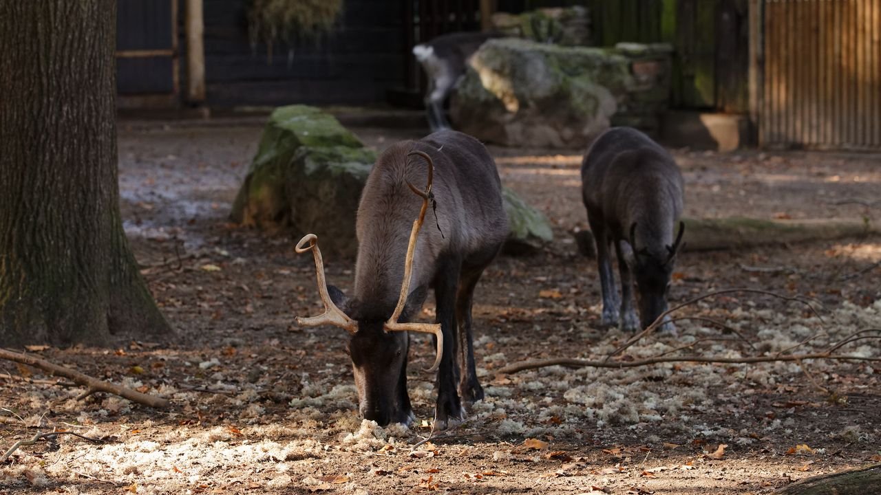 zoo duisburg 2019