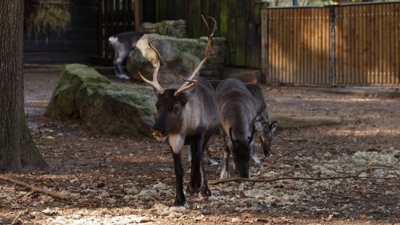 zoo duisburg 2019
