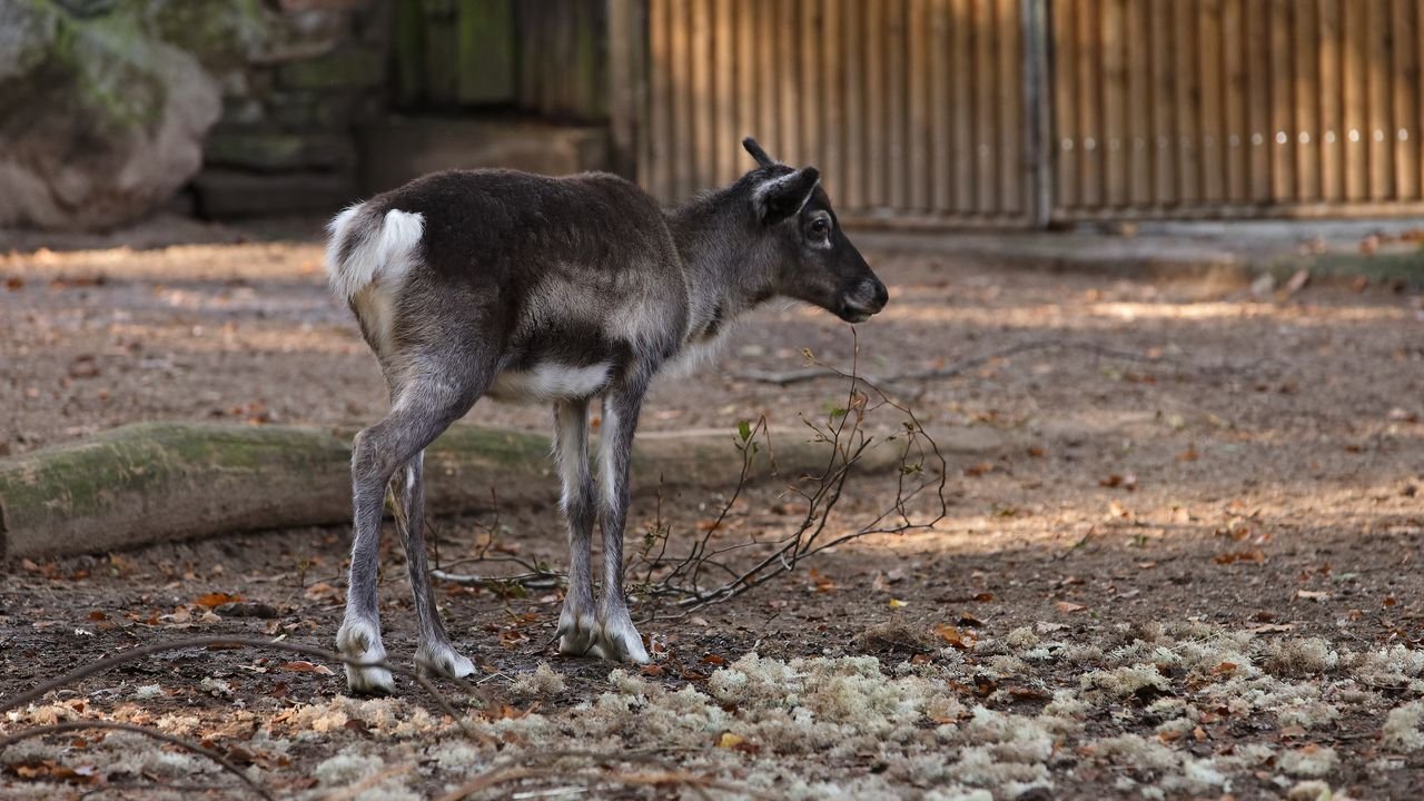 zoo duisburg 2019