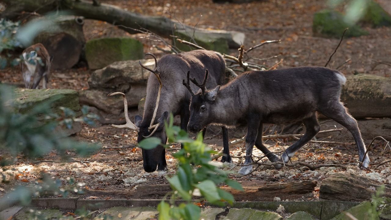 zoo duisburg 2019