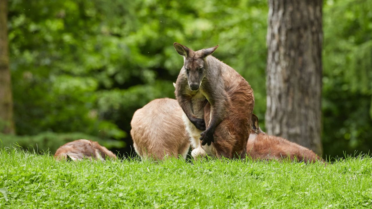 zoo duisburg 2021