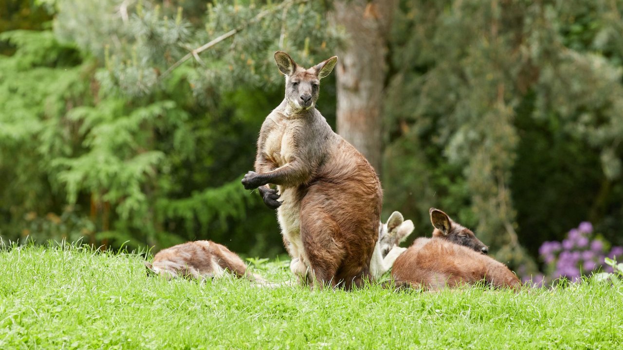 zoo duisburg 2021