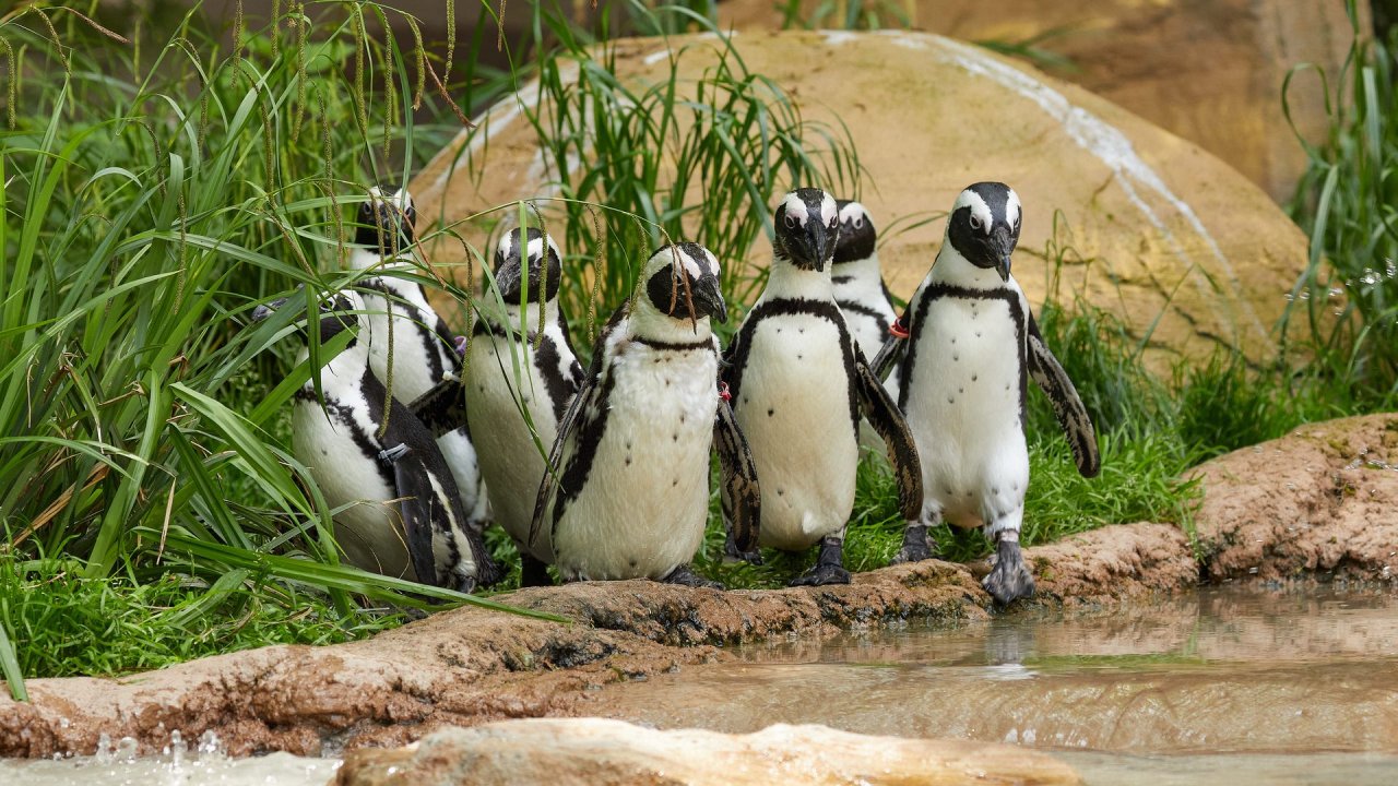 zoo duisburg 2021