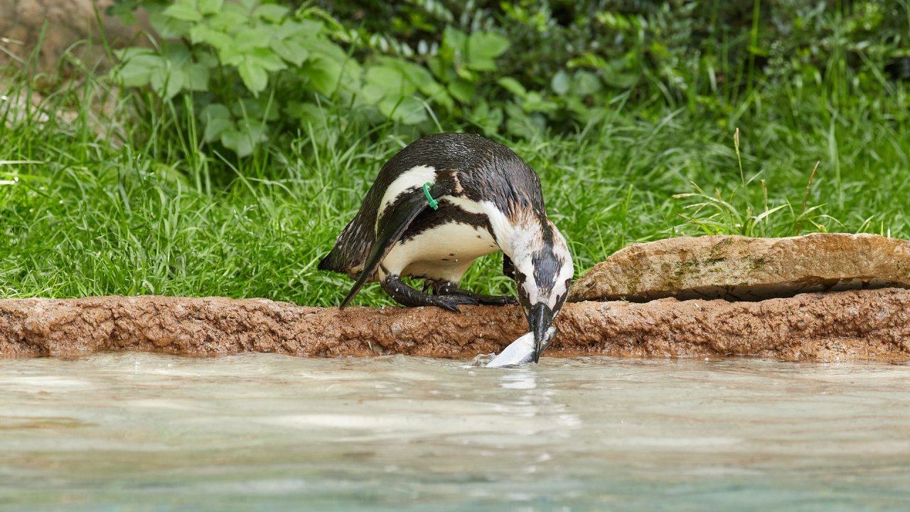 zoo duisburg 2021