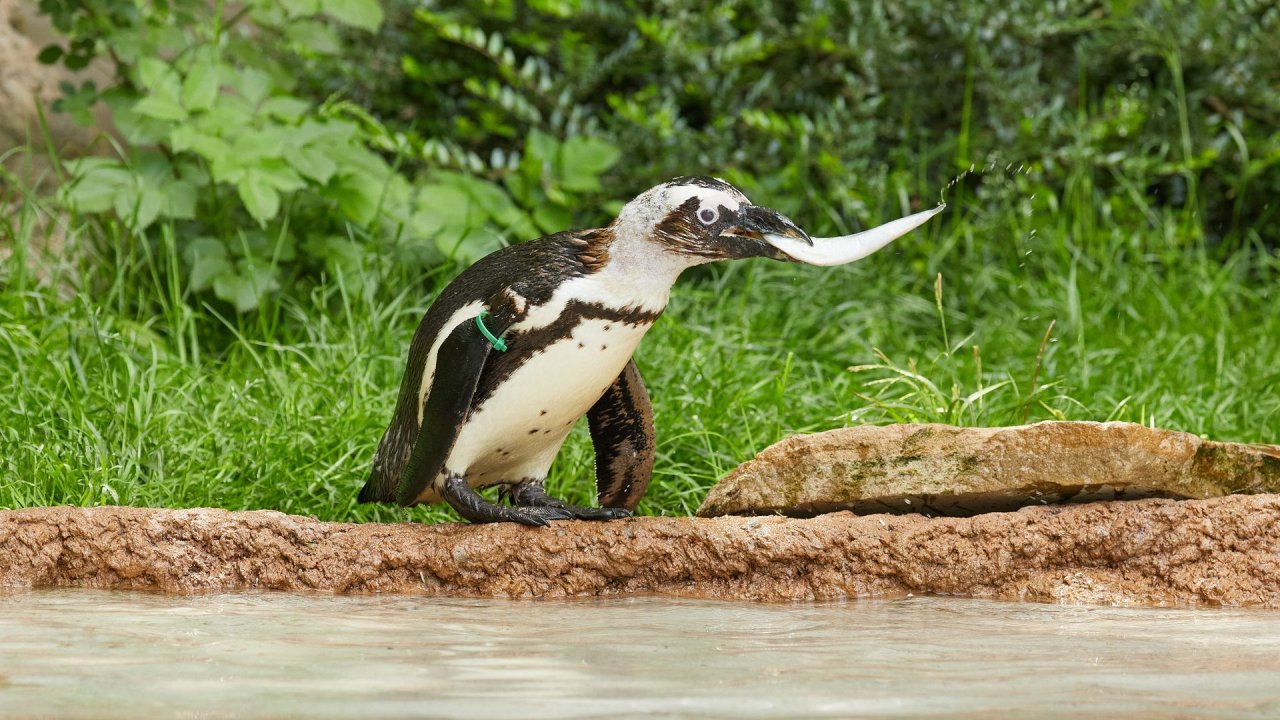 zoo duisburg 2021