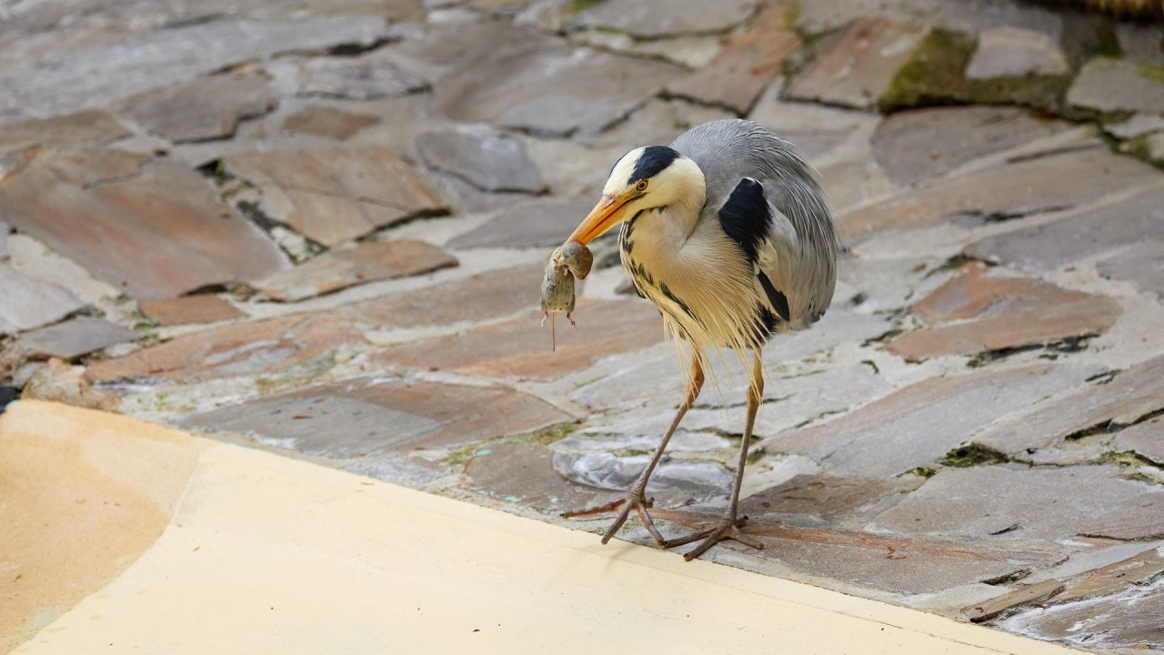 zoo duisburg 2021