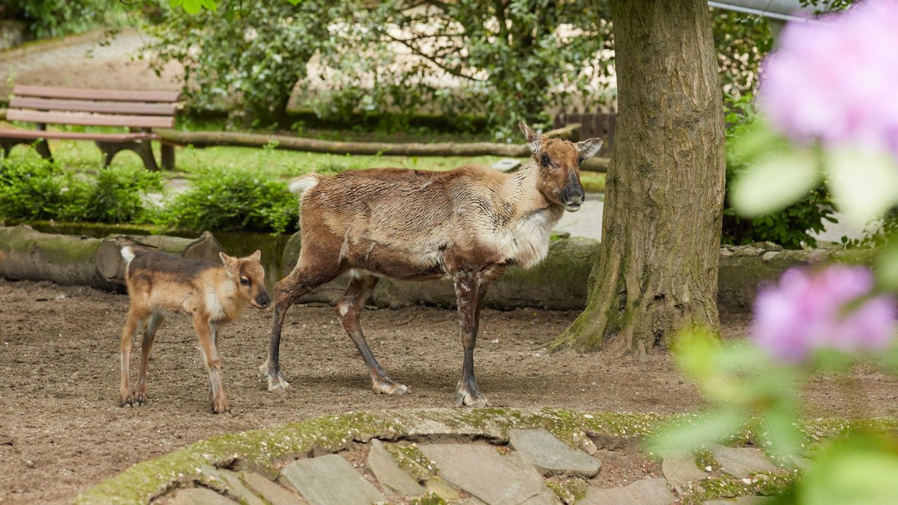 zoo duisburg 2021