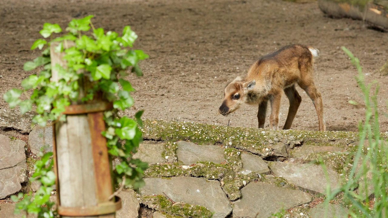 zoo duisburg 2021