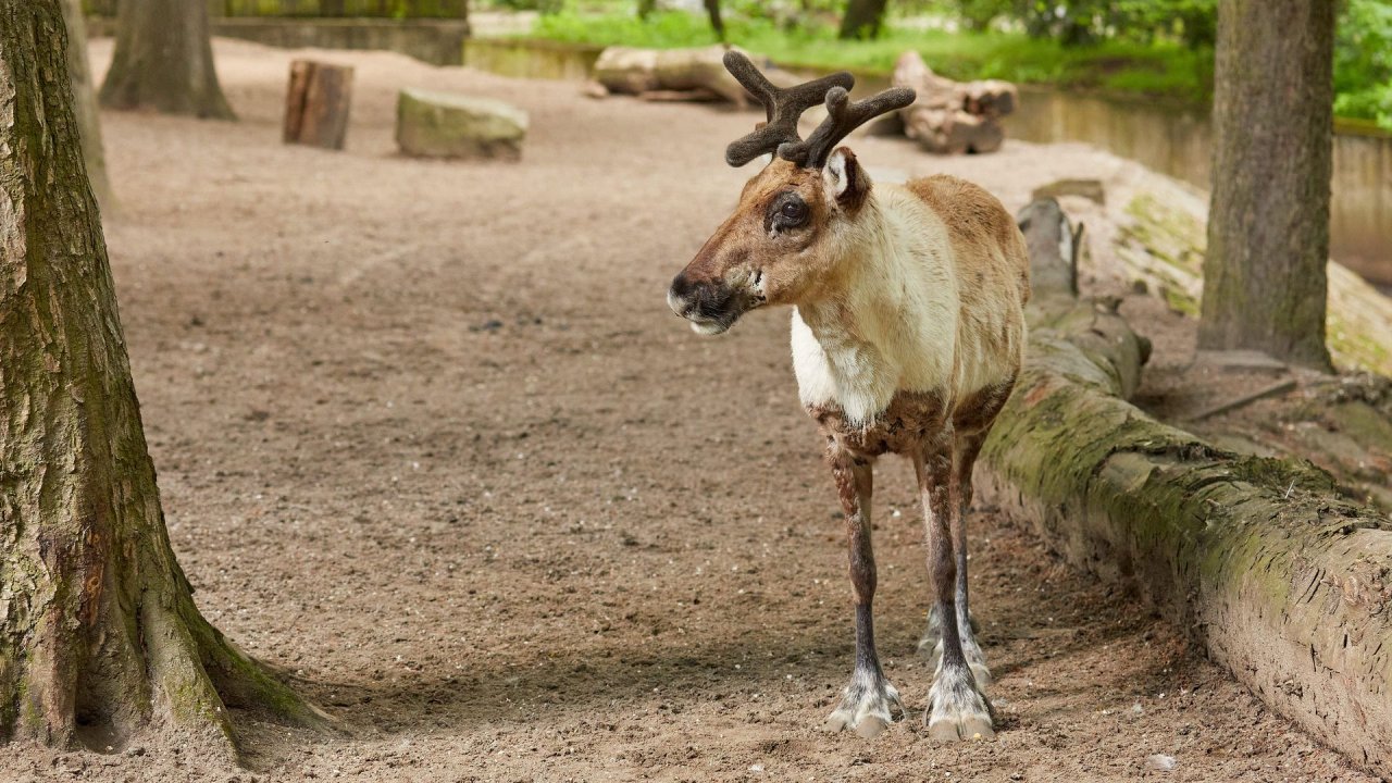 zoo duisburg 2021