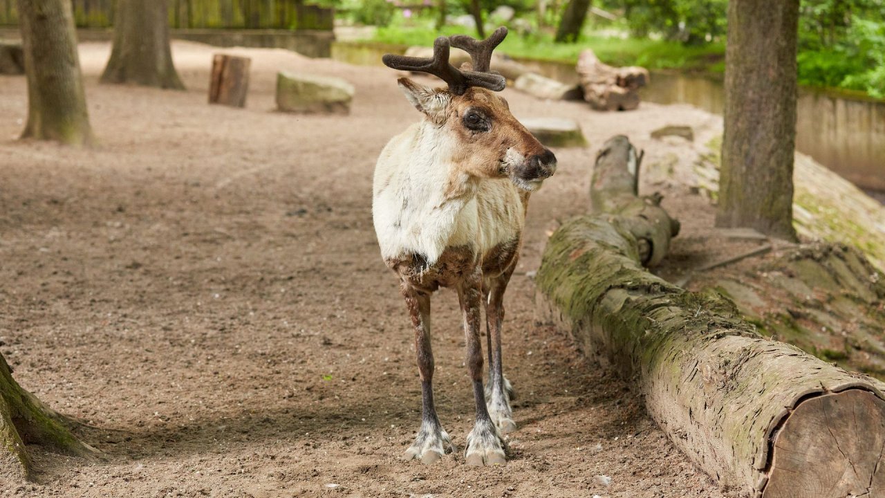 zoo duisburg 2021