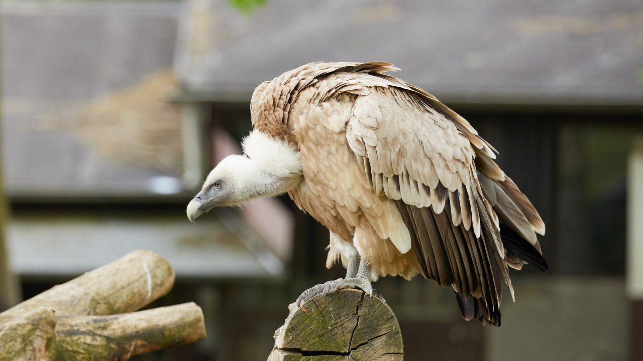 zoo duisburg 2021