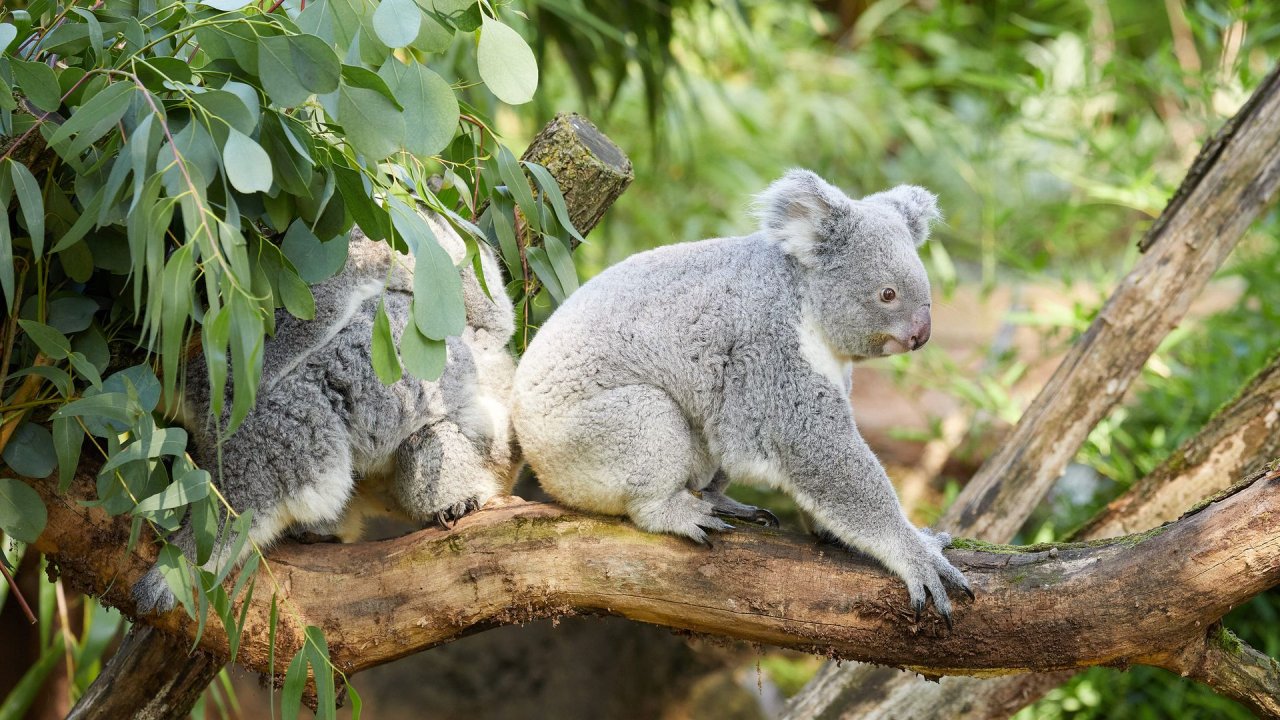 zoo duisburg 2021