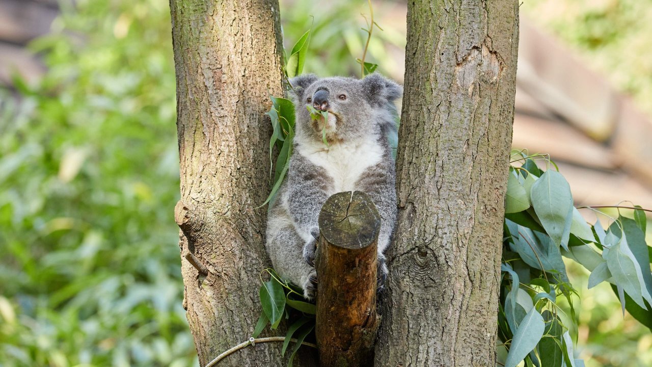 zoo duisburg 2021